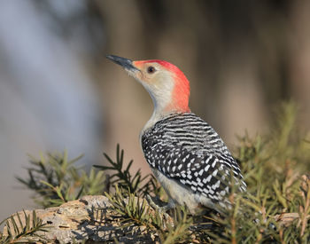 Close-up of a bird perching on a land