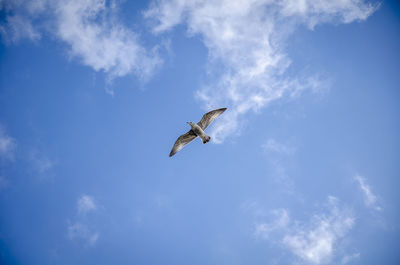 Low angle view of seagull flying against sky