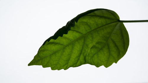 Close-up of green leaves on white background