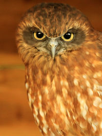 Close-up portrait of owl