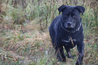 Portrait of dog standing on field