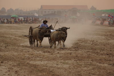 People riding horse on field against sky