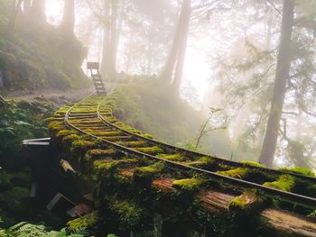 Scenic view of trees growing in forest