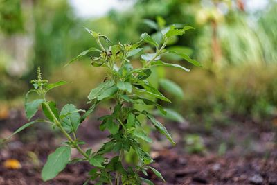 Close-up of fresh green plant