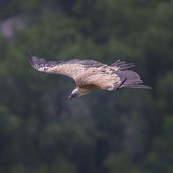 Griffon vulture flying upon the mountain, drome provencale, france