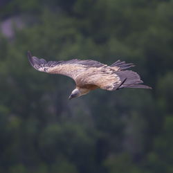 Close-up of seagull flying