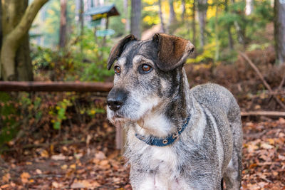 Close-up portrait of dog