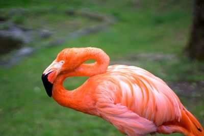 Close-up of a bird