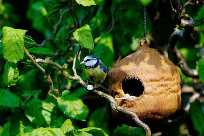 Close-up of bird