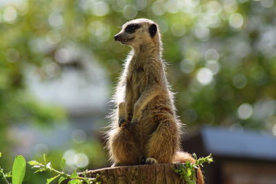 Close-up of a meerkat