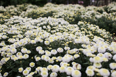 Close-up of flowers