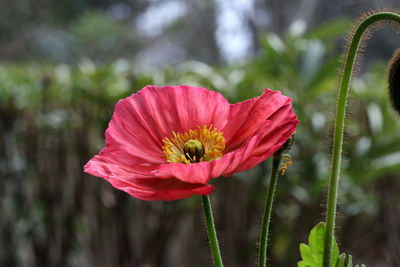 Close-up of bee on flower