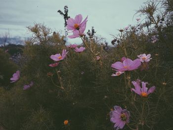 Close-up of pink flowers