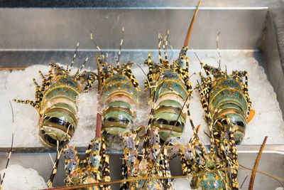 Close-up of lobsters on crushed ice