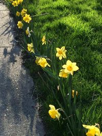 High angle view of yellow crocus blooming on field