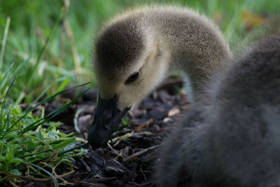 Canada gosling sitting in the grass beside sylvan lake, green-wood cemetery