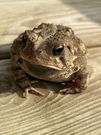 Close-up of frog on rock