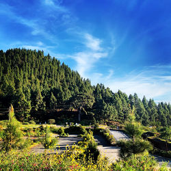 Plants and trees by lake against blue sky