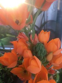 Close-up of orange flowers blooming outdoors