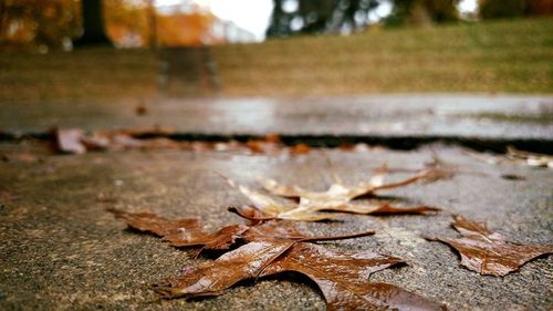 Close-up of leaves on ground