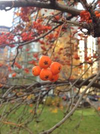 Close-up of fruits on tree