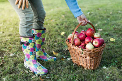 Low section of woman holding wicker basket with apples on grassy field