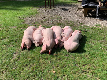 High angle view of pigs in the new forest hampshire