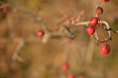 Close-up of red berries growing on tree