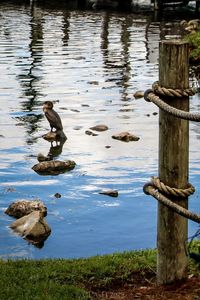 Ducks swimming on lake