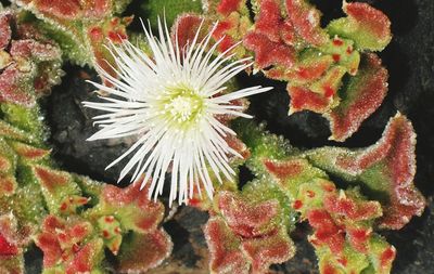 Close-up of flowers in water