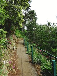 Footpath amidst trees