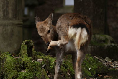 Deer licking paw against abandoned building