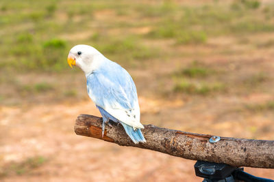 Close-up of bird perching on branch