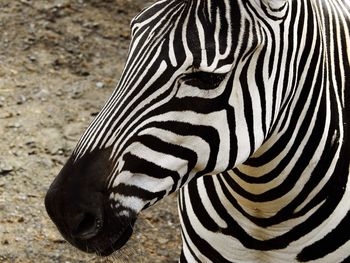 Close-up of a zebra