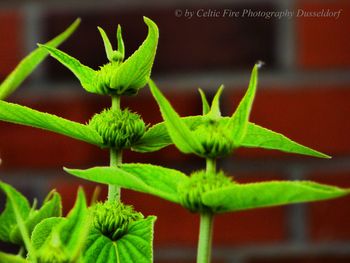 Close-up of potted plant