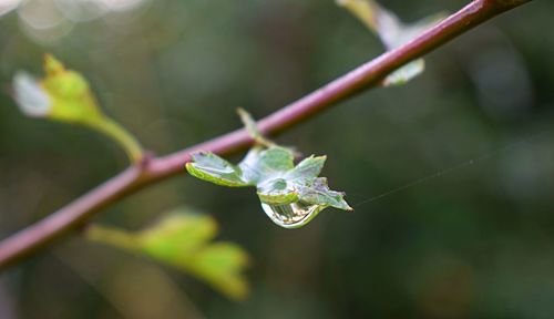 Close-up of leaves on leaf