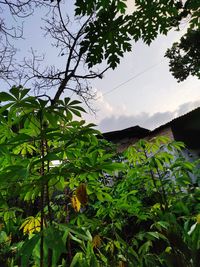 Low angle view of trees against sky