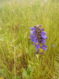 Close-up of purple flowering plants on field