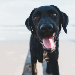 Portrait of dog at beach during sunny day