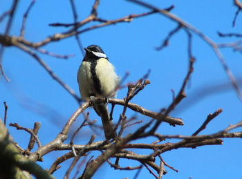 Low angle view of birds perching on branch