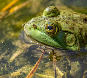 Close-up of frog in water