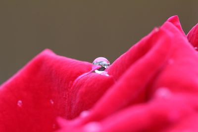 Close-up of insect on leaf