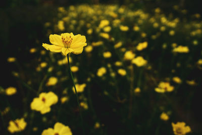 Close-up of yellow flowering plant in field