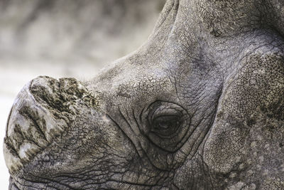 Close-up of rhinoceros