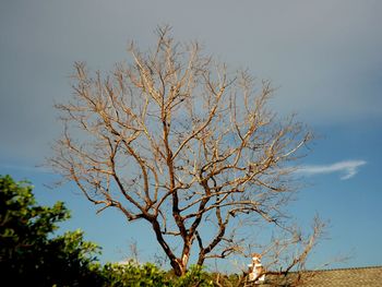 Low angle view of bare tree against sky