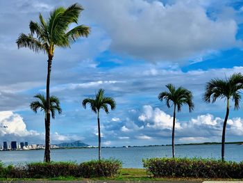 Palm trees on beach against sky