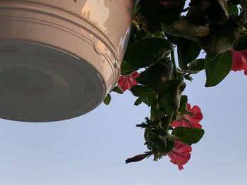 Low angle view of red flowering plant against sky