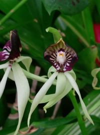 Close-up of bumblebee on flower blooming outdoors