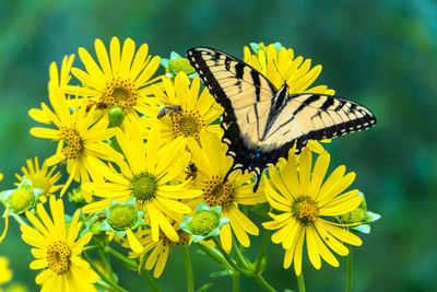 Close-up of butterfly pollinating on yellow flower