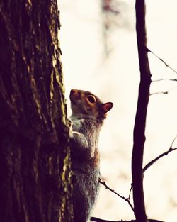 Close-up of squirrel on tree trunk